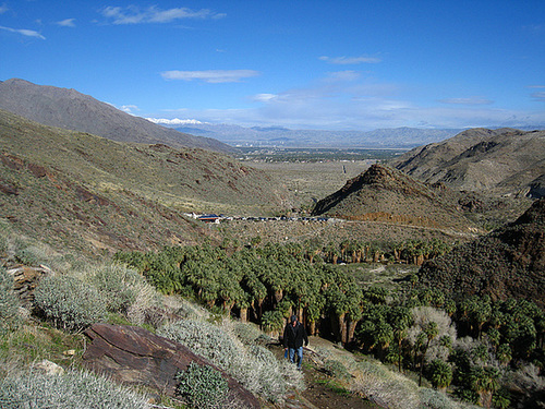 Palm Canyon (5297)