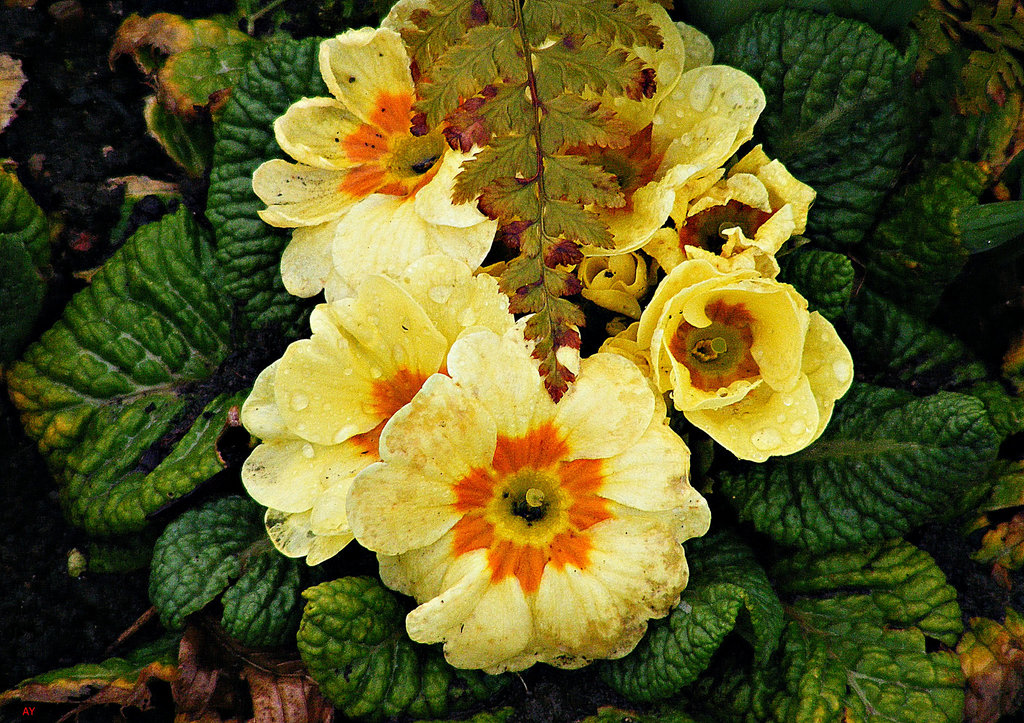 Fern and flowers