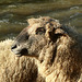 Schafe im Polenztal