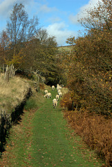 Country Lane