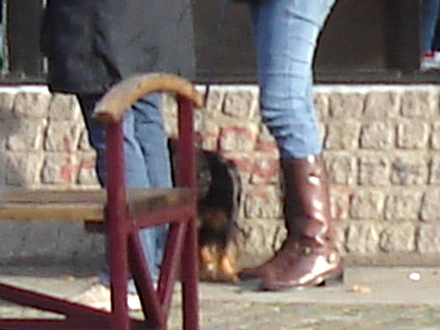 Handlesbanken booted swedish Lady with her dog /  La Dame bottée Handlesbanken avec son petit chien mignon -  Ängelholm / Suède - Sweden.   - 23-10-2008