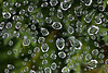 perles de rosée sur pointes d' herbe