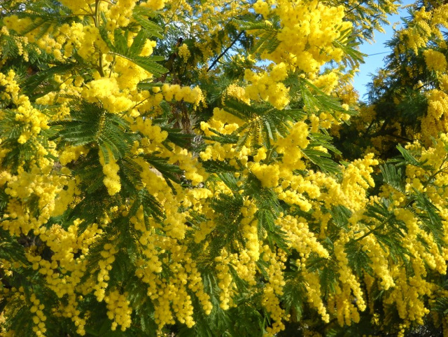 Mimosa de Beaumes de V