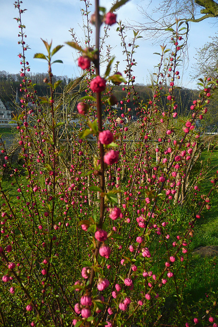 Mein Haus und Garten im Frühling 2010