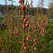 Mein Haus und Garten im Frühling 2010