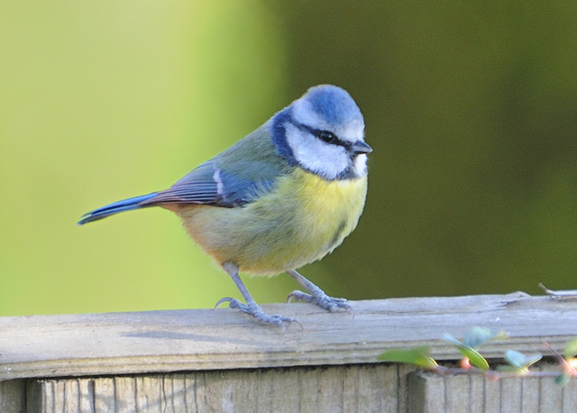 Blue Tit