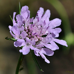 Scabiosa columbaria