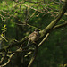 Song Thrush