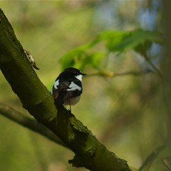 Pied Flycatcher