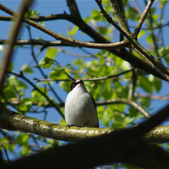 Pied Flycatcher