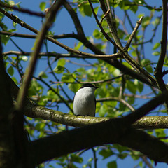 Pied Flycatcher