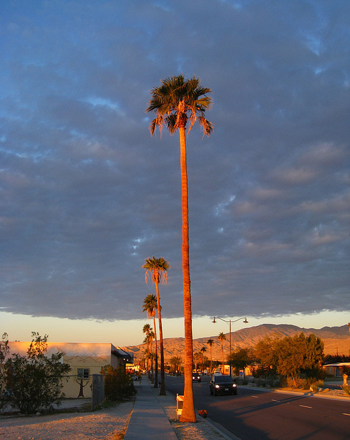 Palm Trees on Pierson (5150)