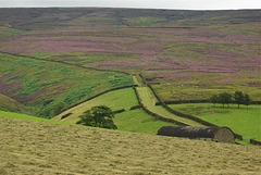 Bray Clough purple heather