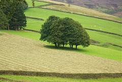 Moorfield Trees ...