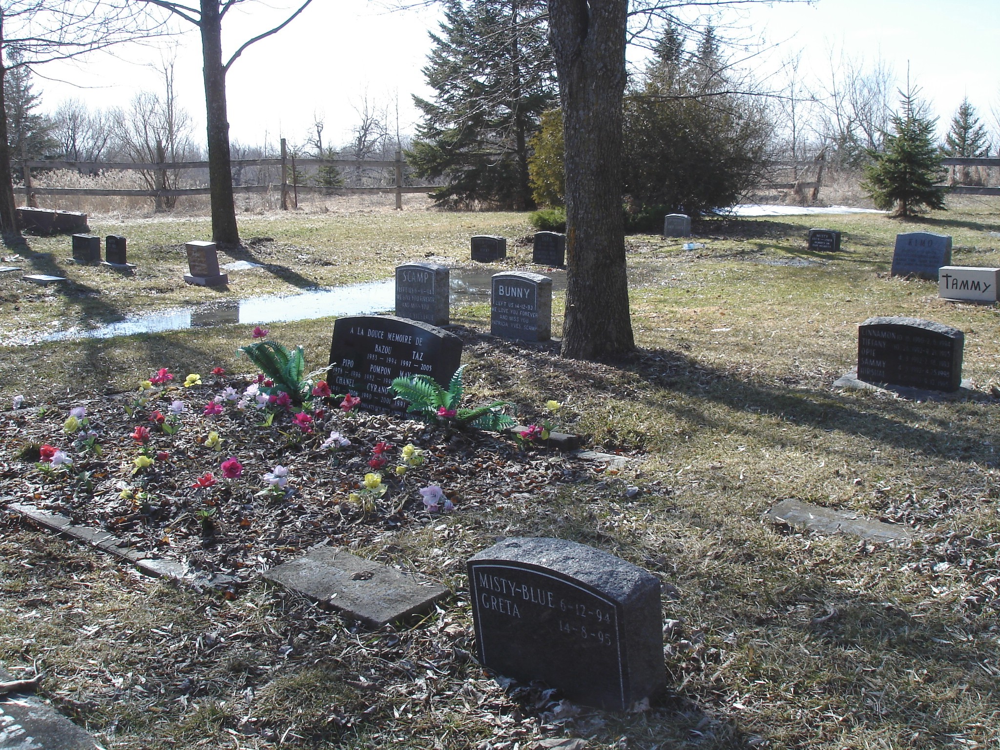 Cimetière pour animaux  /  Pet cemetery  - Mon Repos /   Dans ma région - in my area.  Québec, Canada /    16 mars 2010 - Photo originale / Original picture