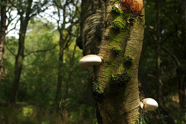 Bracket fungi on Silver Birch