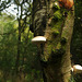 Bracket fungi on Silver Birch