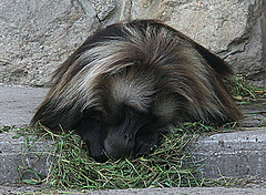 20090827 0229Aw [D~ST] Blutbrustpavian (Theropithecus gelada), [Dschelada], Zoo Rheine