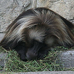 20090827 0229Aw [D~ST] Blutbrustpavian (Theropithecus gelada), [Dschelada], Zoo Rheine