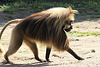 20090827 0230Aw [D~ST] Blutbrustpavian (Theropithecus gelada), [Dschelada], Zoo Rheine