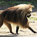 20090827 0230Aw [D~ST] Blutbrustpavian (Theropithecus gelada), [Dschelada], Zoo Rheine