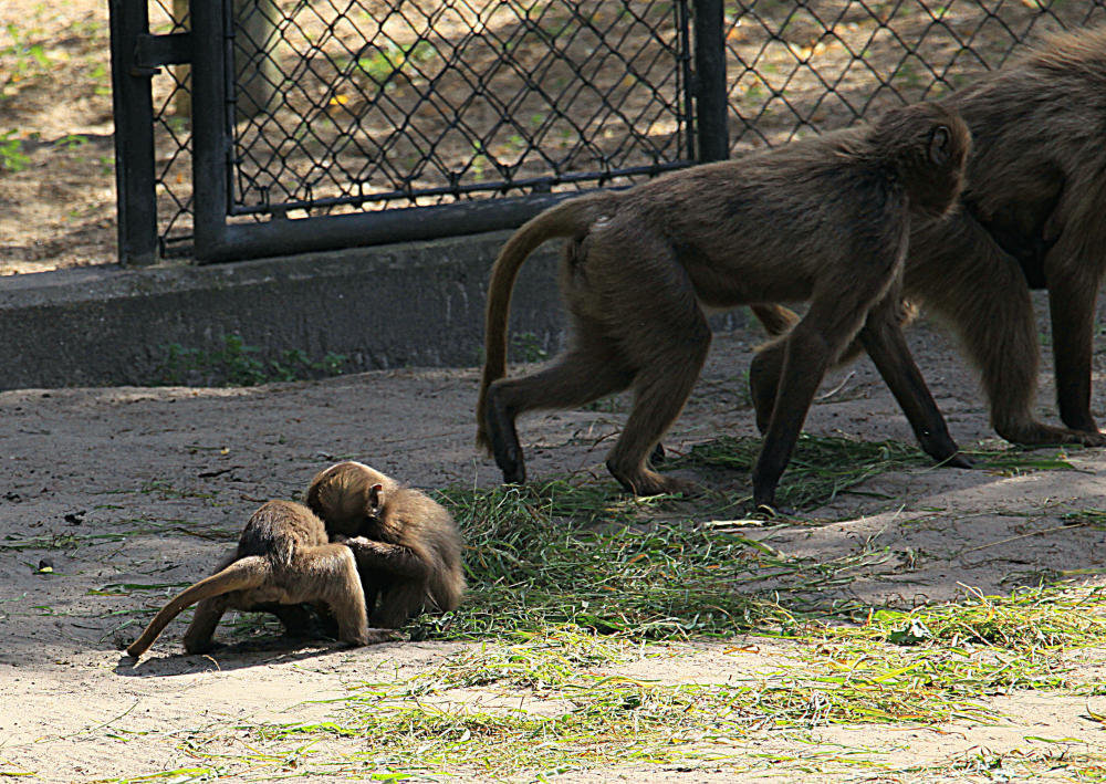 20090827 0231Aw [D~ST] Blutbrustpavian (Theropithecus gelada), [Dschelada], Zoo Rheine