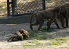 20090827 0231Aw [D~ST] Blutbrustpavian (Theropithecus gelada), [Dschelada], Zoo Rheine