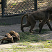 20090827 0231Aw [D~ST] Blutbrustpavian (Theropithecus gelada), [Dschelada], Zoo Rheine