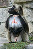 20090827 0232Aw [D~ST] Blutbrustpavian (Theropithecus gelada), [Dschelada], Zoo Rheine