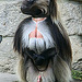 20090827 0232Aw [D~ST] Blutbrustpavian (Theropithecus gelada), [Dschelada], Zoo Rheine