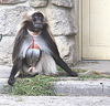 20090827 0233Aw [D~ST] Blutbrustpavian (Theropithecus gelada), [Dschelada], Zoo Rheine