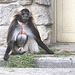 20090827 0233Aw [D~ST] Blutbrustpavian (Theropithecus gelada), [Dschelada], Zoo Rheine