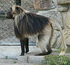 20090827 0234Aw [D~ST] Blutbrustpavian (Theropithecus gelada), [Dschelada], Zoo Rheine