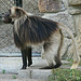 20090827 0234Aw [D~ST] Blutbrustpavian (Theropithecus gelada), [Dschelada], Zoo Rheine