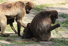 20090827 0235Aw [D~ST] Blutbrustpavian (Theropithecus gelada), [Dschelada], Zoo Rheine