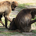 20090827 0235Aw [D~ST] Blutbrustpavian (Theropithecus gelada), [Dschelada], Zoo Rheine