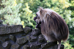 20090827 0240Aw [D~ST] Blutbrustpavian (Theropithecus gelada), [Dschelada], Zoo Rheine