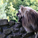 20090827 0240Aw [D~ST] Blutbrustpavian (Theropithecus gelada), [Dschelada], Zoo Rheine