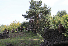 20090827 0241Aw [D~ST] Blutbrustpavian (Theropithecus gelada), [Dschelada], Zoo Rheine