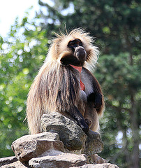 20090827 0385Aw [D~ST] Blutbrustpavian (Theropithecus gelada), [Dschelada], Zoo Rheine