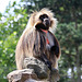 20090827 0385Aw [D~ST] Blutbrustpavian (Theropithecus gelada), [Dschelada], Zoo Rheine