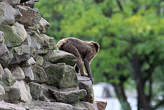 20090827 0391Aw [D~ST] Blutbrustpavian (Theropithecus gelada), [Dschelada], Zoo Rheine