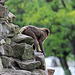 20090827 0391Aw [D~ST] Blutbrustpavian (Theropithecus gelada), [Dschelada], Zoo Rheine