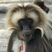 20090827 0392Aw [D~ST] Blutbrustpavian (Theropithecus gelada), [Dschelada], Zoo Rheine