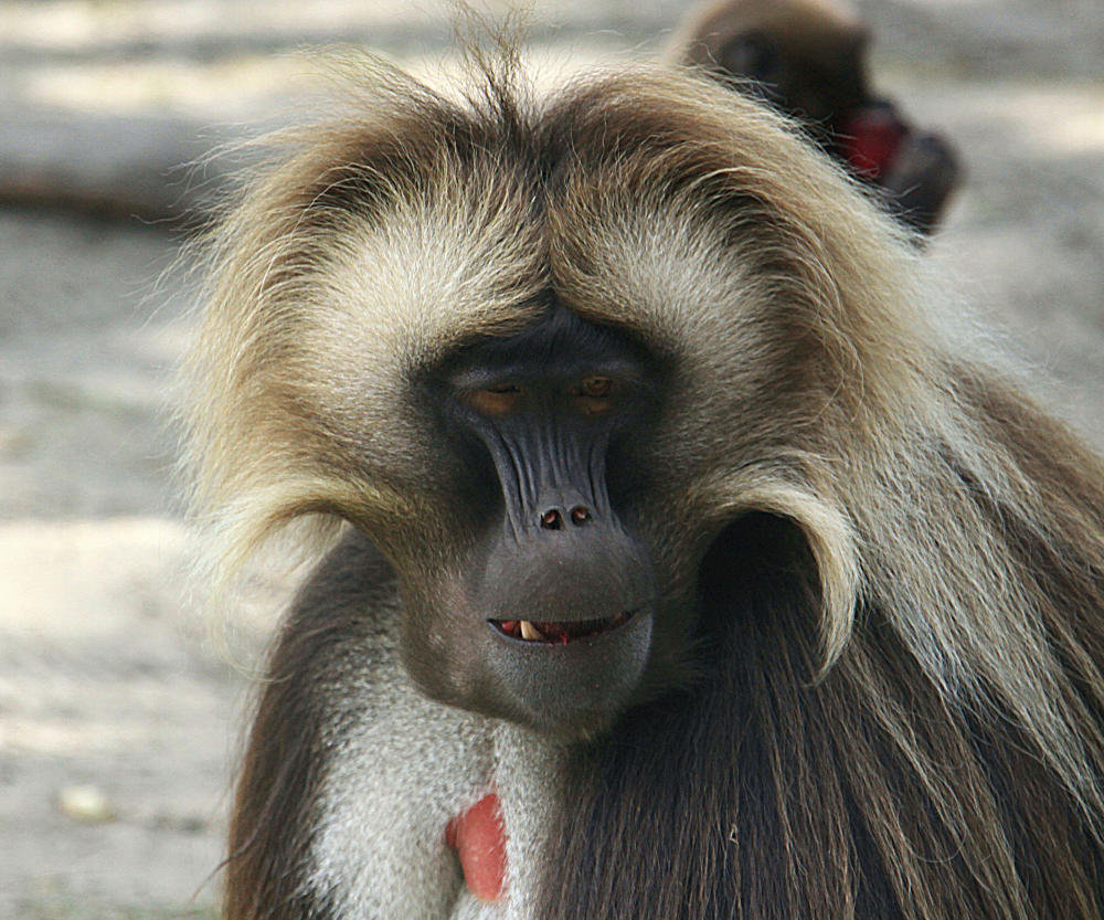 20090827 0392Aw [D~ST] Blutbrustpavian (Theropithecus gelada), [Dschelada], Zoo Rheine