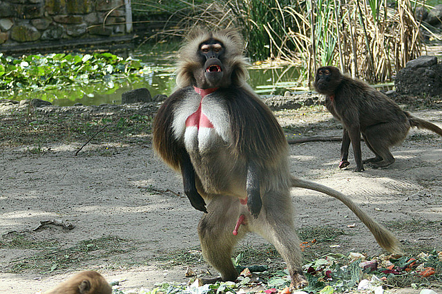 20090827 0394Aw [D~ST] Blutbrustpavian (Theropithecus gelada), [Dschelada], Zoo Rheine