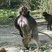 20090827 0394Aw [D~ST] Blutbrustpavian (Theropithecus gelada), [Dschelada], Zoo Rheine