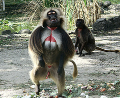 20090827 0397Aw [D~ST] Blutbrustpavian (Theropithecus gelada), [Dschelada], Zoo Rheine