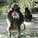 20090827 0397Aw [D~ST] Blutbrustpavian (Theropithecus gelada), [Dschelada], Zoo Rheine