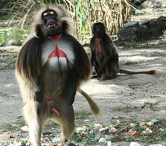 20090827 0398Aw [D~ST] Blutbrustpavian (Theropithecus gelada), [Dschelada], Zoo Rheine